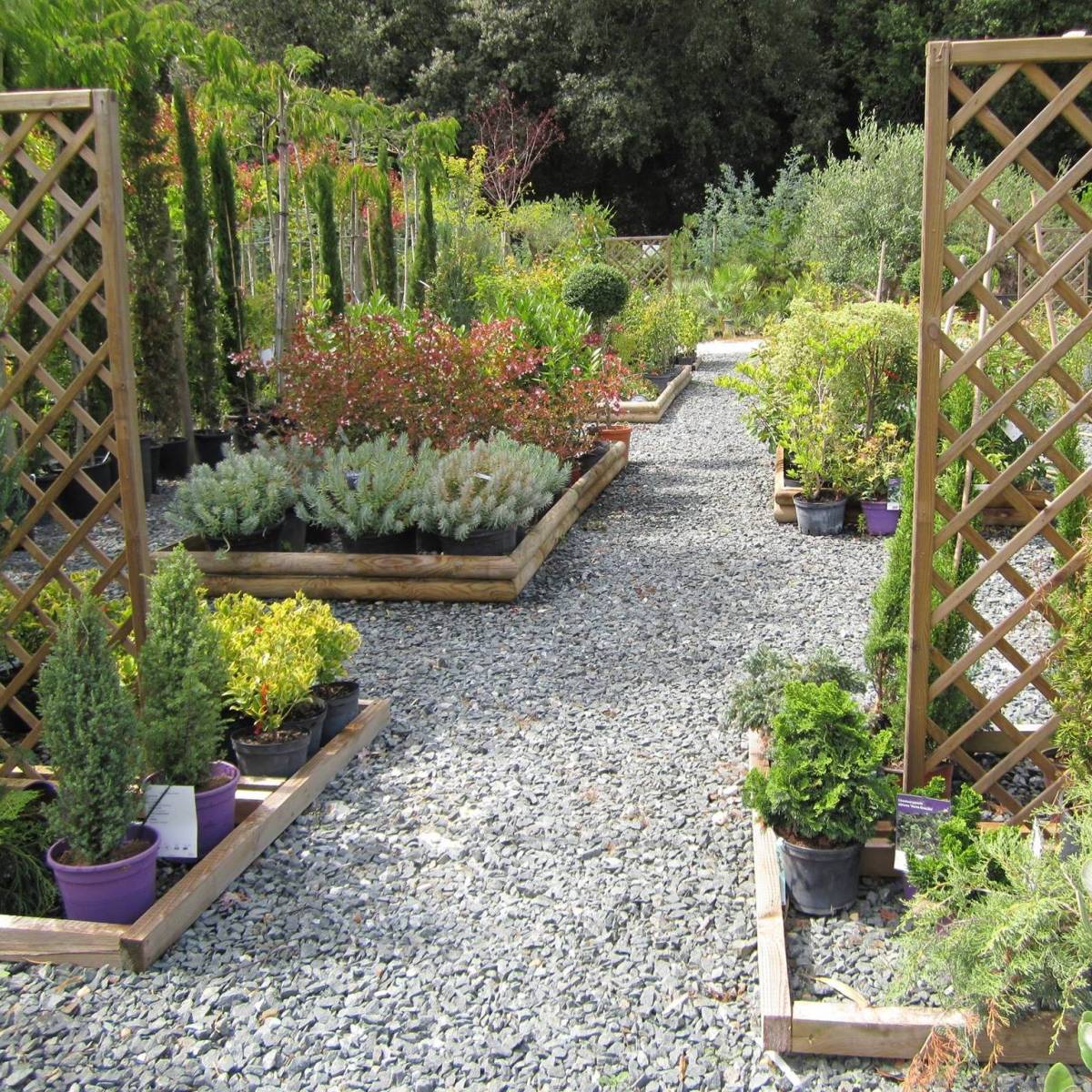 Vente de fleurs et d'arbustes Pépinière de L'Étang Meschers sur Gironde proche Royan