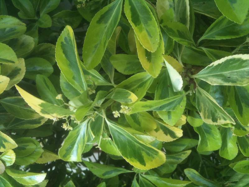 devis pour contrat d'entretien de jardin à l'année à Bordeaux prés de Saint André de Cubzac