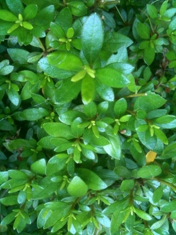 Paysagiste contrat d'entretien sur mesure annuel de copropriété à Bordeaux