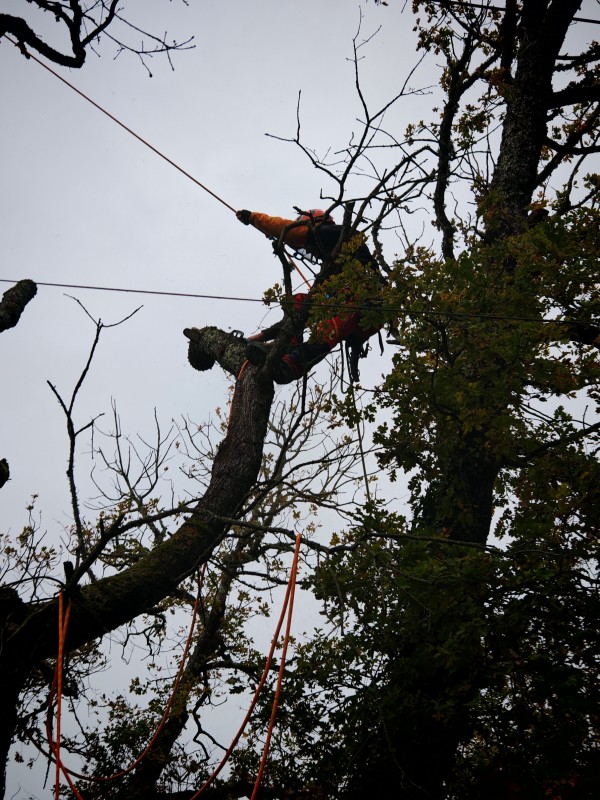 Élagage d'arbre, travail à la corde par des professionnels 