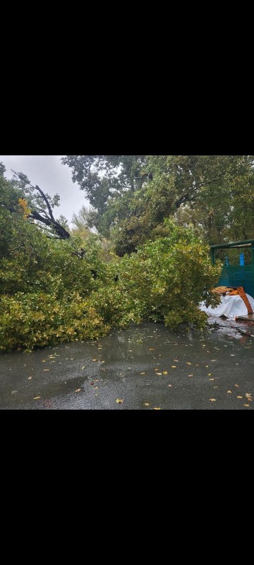 Coupe d'arbres suite à une tempête 