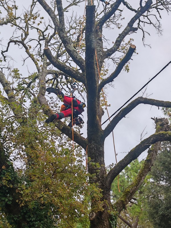 Élagage d'arbre, travail à la corde par des professionnels 