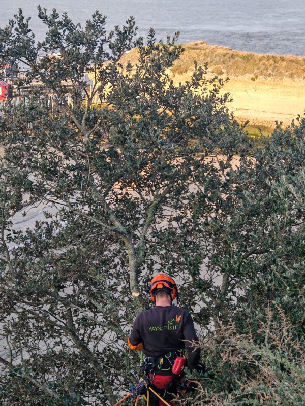 Élagage sur falaise en Charente 